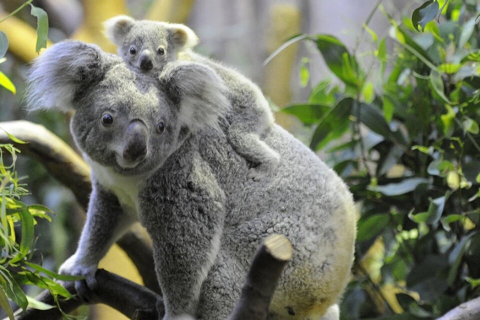 Los koalas son parte de la lista de especies de animales que están en peligro de extinción. (Foto: AFP).