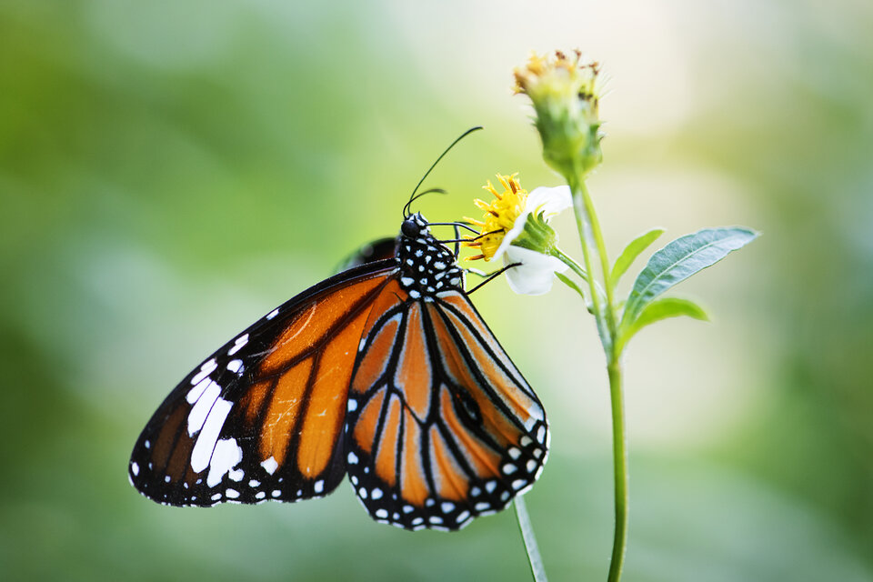 Los pesticidas utilizados en la agricultura intensiva matan a las mariposas monarca y al algodoncillo, la planta huésped de la que se alimentan las larvas. 