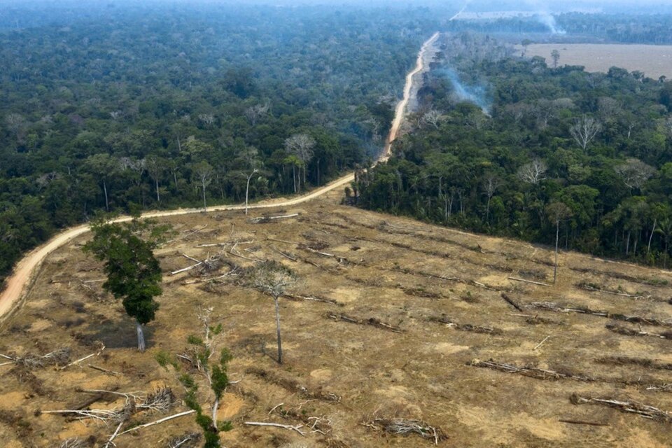 La deforestación destruyó más de  4.975.000 hectáreas de la Amazonía brasileña. (Foto:AFP)