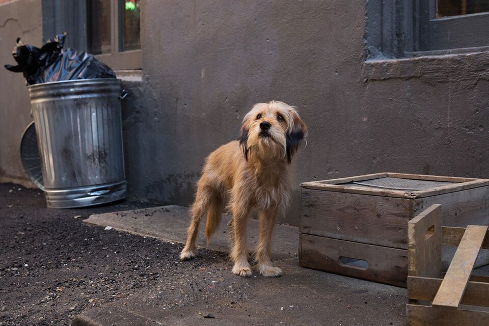 Benji, de la famosa película de 1974, está catalogado como el perro callejero más famoso de la industria del cine.