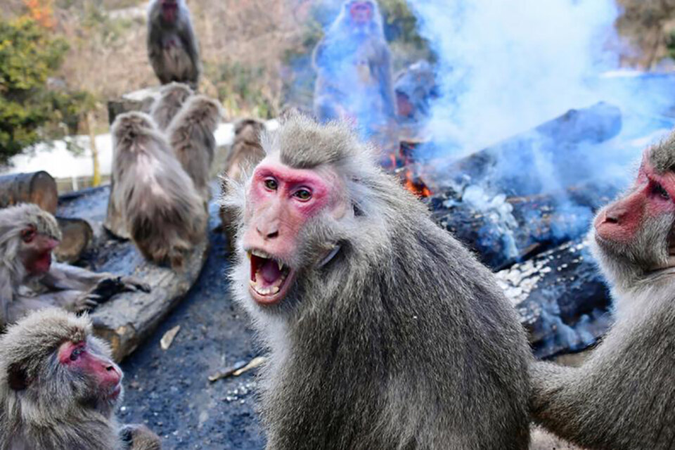 Los monos llevaron pánico a los habitantes de Yamaguchi.