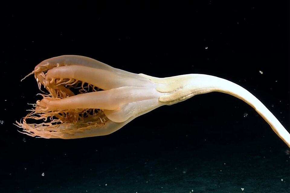 Avistaron una “pluma de mar” con tentáculos de 40 cm de largo en el Pacífico. Imagen: Captura de video. 
