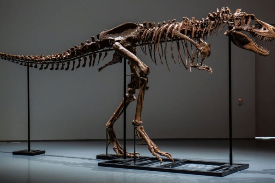 No se sabe quién compró el esqueleto del Gorgosaurus vendido en la subasta de Sotheby's. (Foto: EFE)