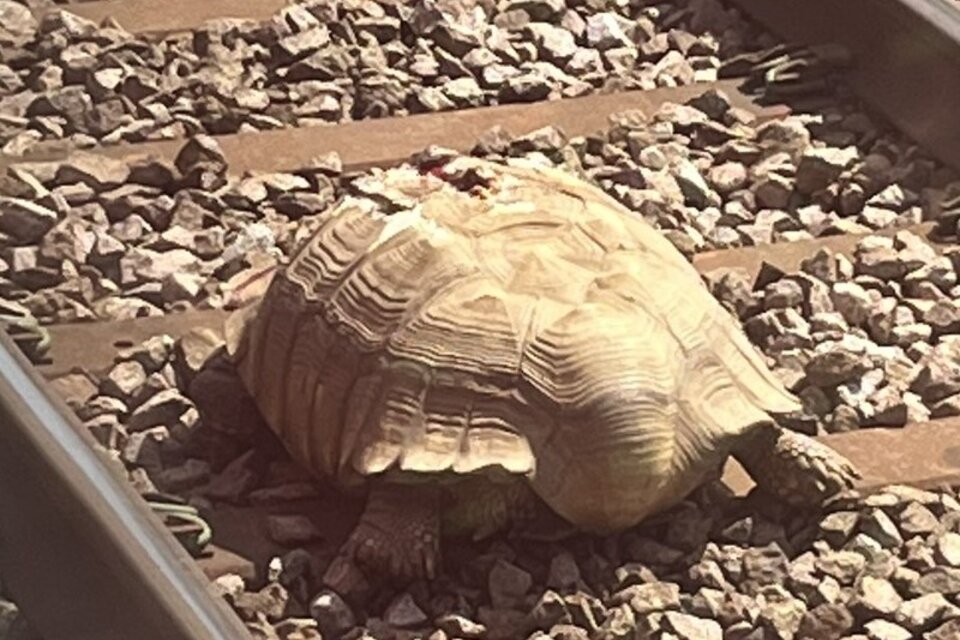 En horas de la mañana del lunes, los pasajeros del tren inglés se vieron sorprendidos por la suspensión del servicio debido a que una tortuga se encontraba en las vías.(Foto: Twitter Diane Akers) 