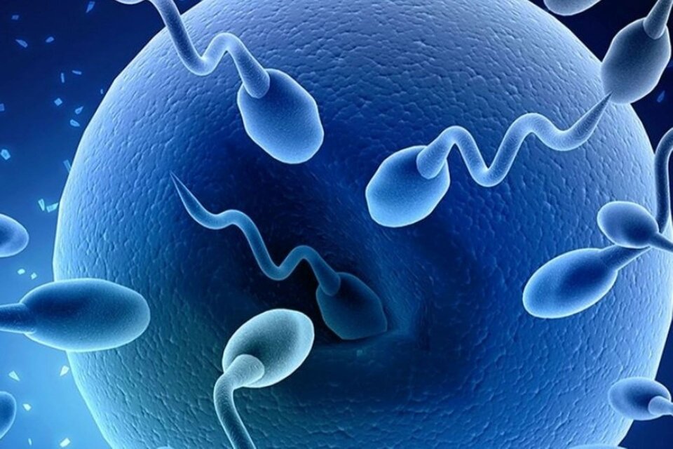 Un estudio del Servicio de Medicina de la Reproducción de Dexeus Mujer de Barcelona, confirmó que en la fertilización asistida nacen más hombres que mujeres. Foto: SAMER