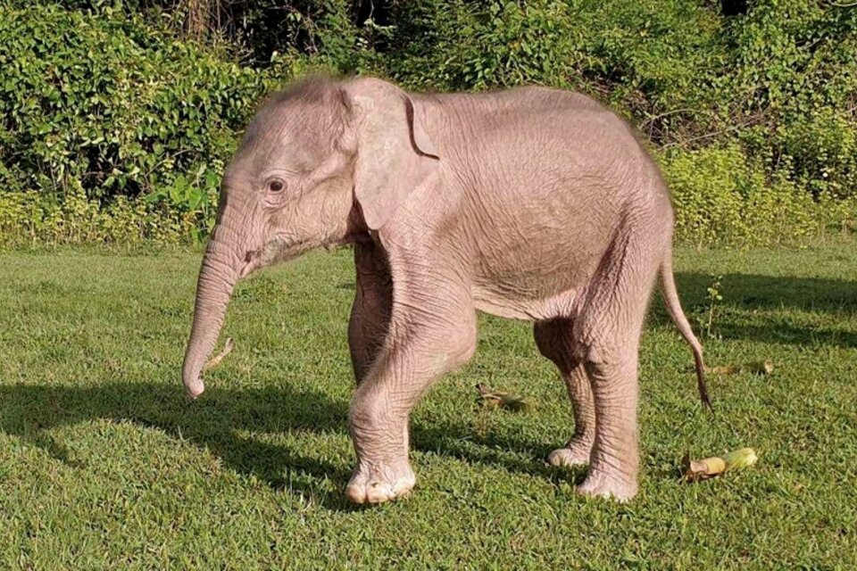 El animal cumple con siete de las ocho características asociadas a los elefantes albinos, entre ellas "ojos de color perla", "pelaje blanco" y "una cola característica". Foto: AFP.