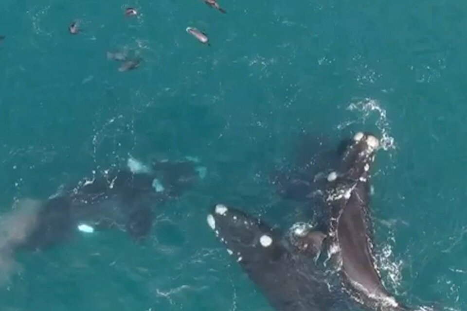 Un grupo de ballenas fue avistado en Necochea.