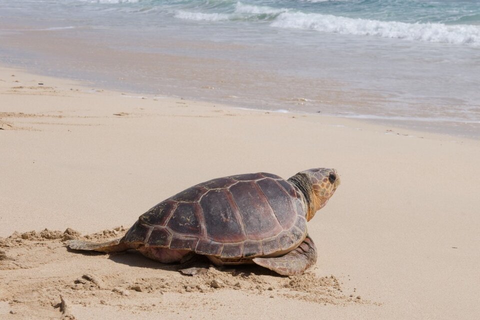 El 99% de las tortugas marinas nacen hembras por el cambio climático, según expertos. Imagen: EFE. 