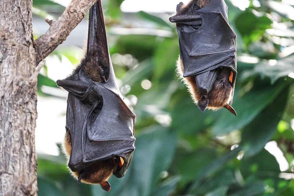La teoría sobre el origen del coronavirus es que los murciélagos contagiaron a los humanos en un mercado de Wuhan (Fuente: AFP)