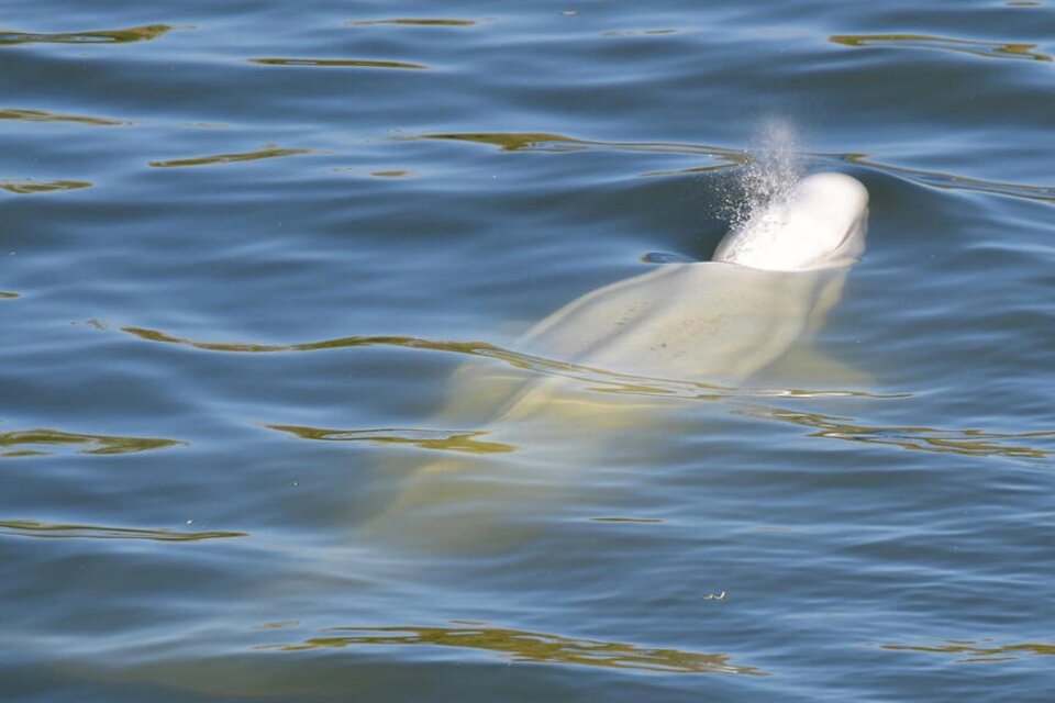 La pequeña ballena blanca que suele vivir en aguas del Ártico se encuentra atascada en el río Sena. Foto: AFP