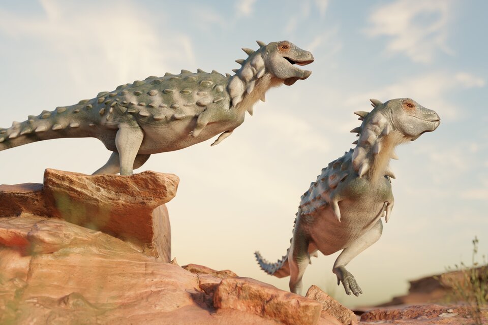 Reconstrucción de Jakapil kaniukura, el primer dinosaurio tireóforo de su tipo para Argentina y para Sudamérica. Créditos: Mauricio Álvarez y Gabriel Díaz Yanten (paleogdy).