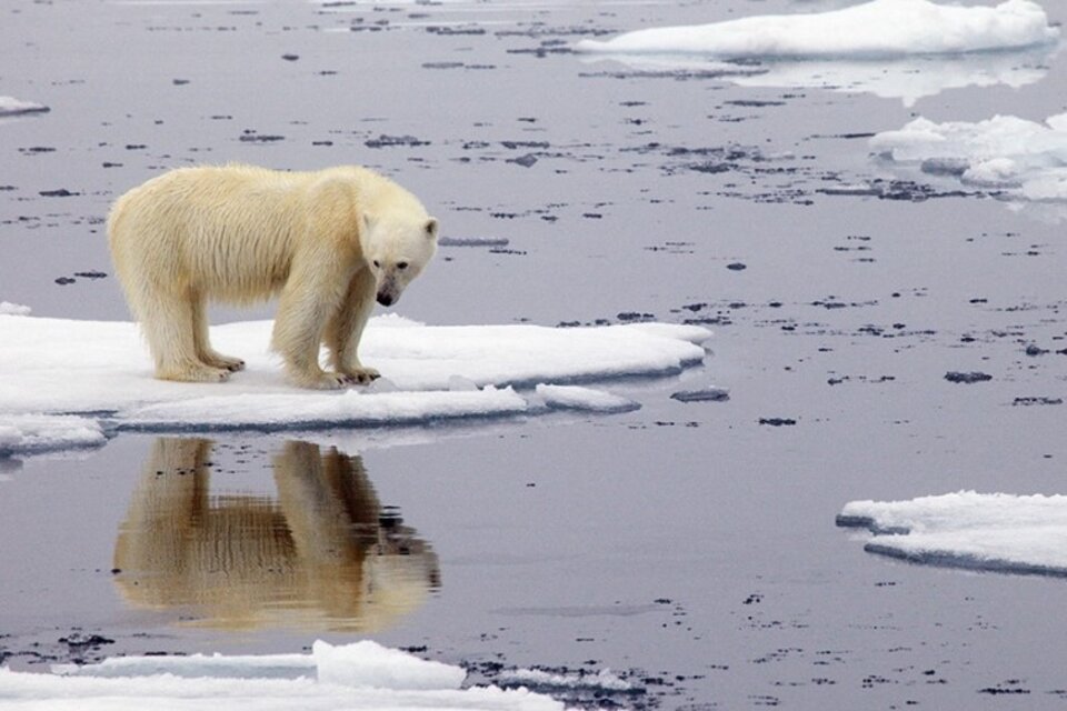 El calentamiento de la región ártica tiene un impacto en la fauna salvaje, como los osos polares. Foto: Télam
