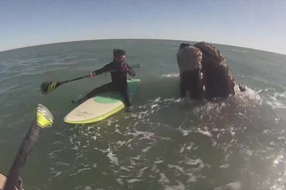 Increíble: dos surfistas navegaron por una hora con ballenas en Monte Hermoso 