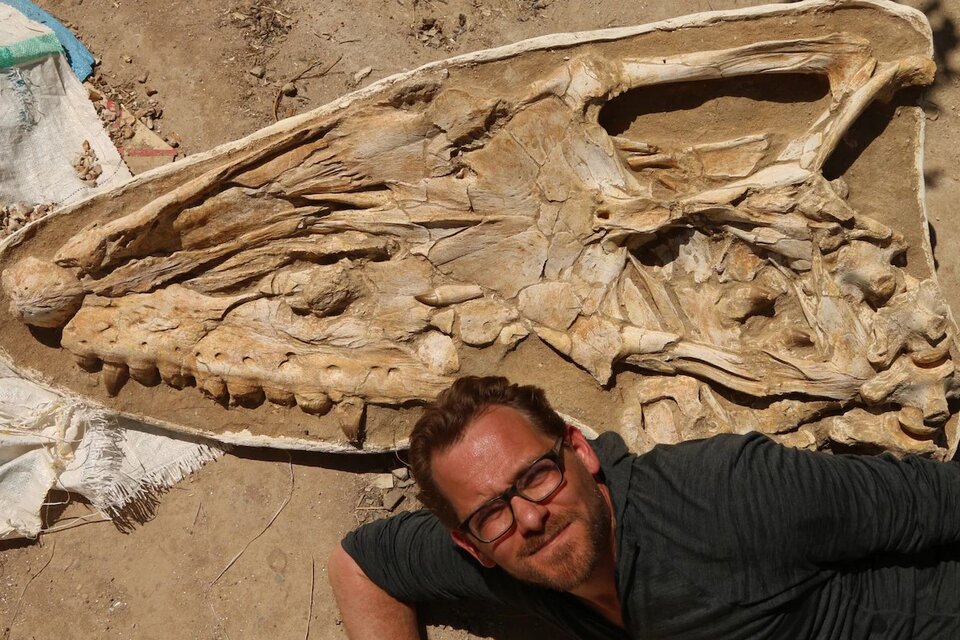 Los restos de la cabeza del "Thalassotitan atrox", junto a su descubridor Nick Longrich. (Foto: Universidad de Bath).