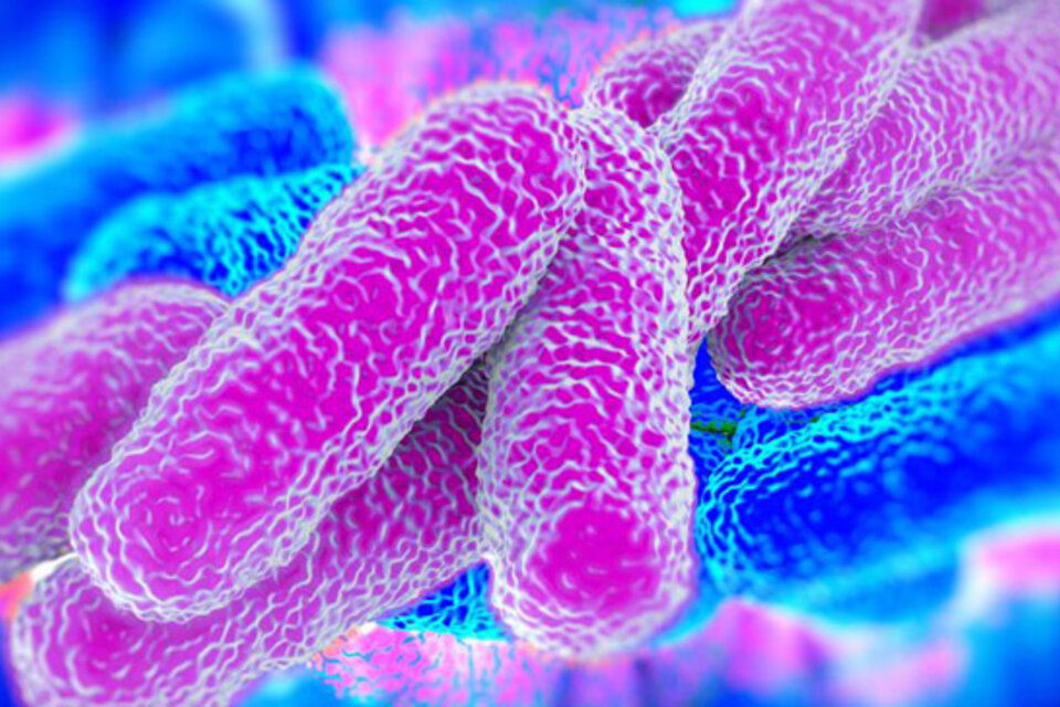 Barrido electrónico y microscópico de la bacteria de la legionella (Foto: Pixabay) 