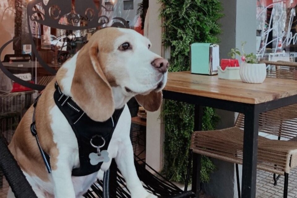 Los perros pueden compartir el desayuno, almuerzo o cena con sus propios dueños (Instagram: Dog Friendly Buenos Aires).