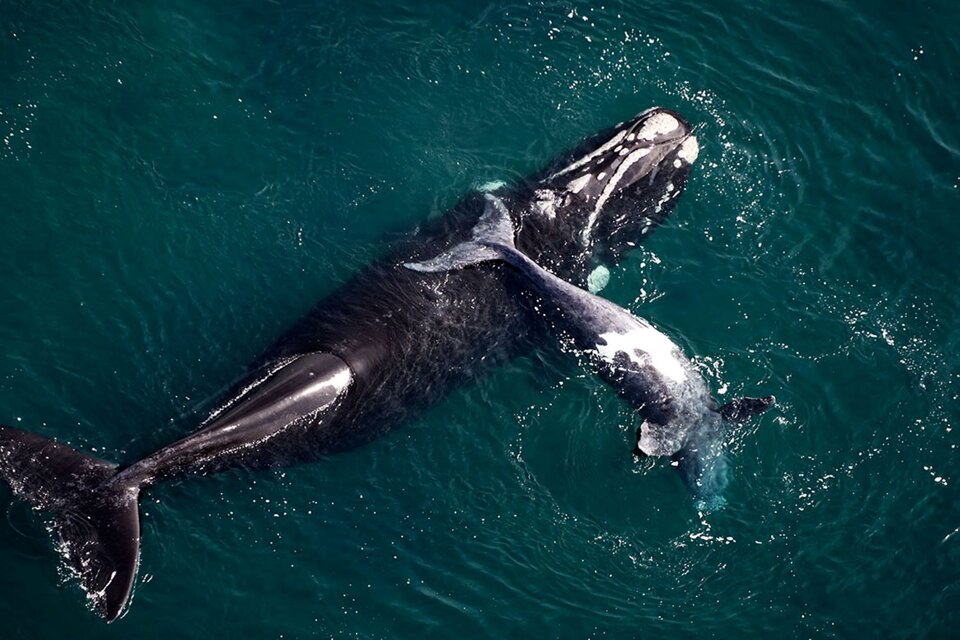 Record de ballenas en Península Valdés. La foto identificación que distinguen a cada ballena franca por las callosidades que tienen en sus cabezas. (Foto: ICB)