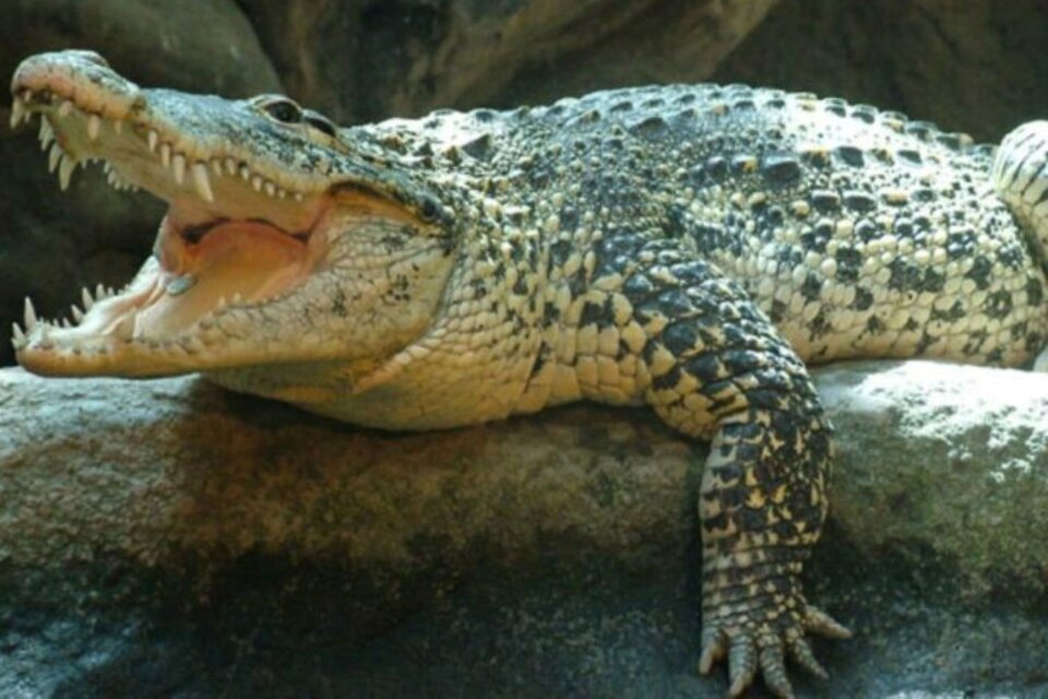 El cocodrilo cubano, que habita solo en Cuba, está en grave peligro de extinción. (Foto: Xinhua News)