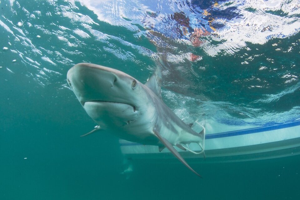En 2019, un joven estadounidense murió tras el ataque de tres tiburones durante una jornada de buceo familiar en la misma zona de las Bahamas. (Foto: EFE/Archivo)
