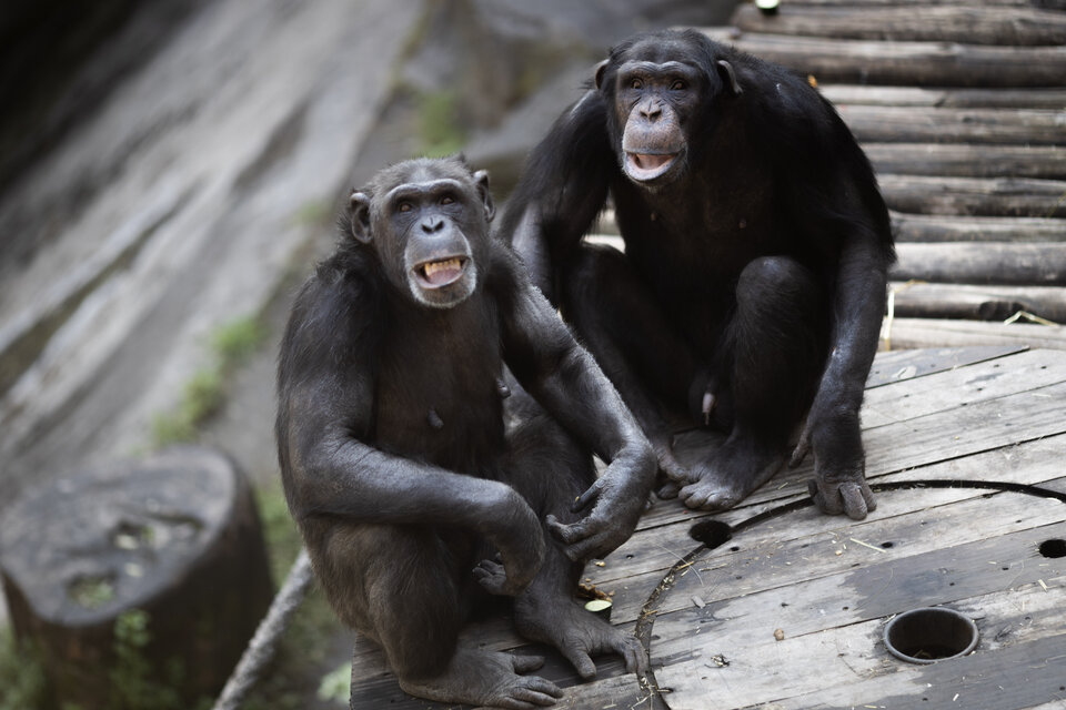 Sasha y su hijo Kangoo ya están en su nuevo hogar, el santuario Monkey Ape Rescue Centre de Reino Unido (Foto: GCBA)