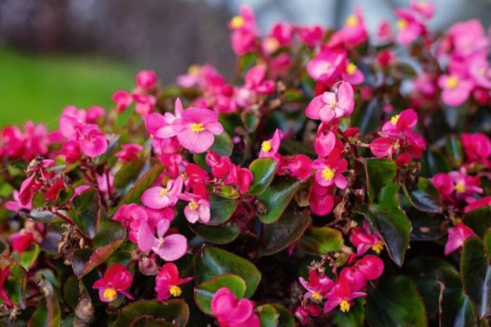 con la llegada de la primavera, las florerías y viveros ofrecen gran variedad de flores para cultivar. (Foto: Pixabay)
