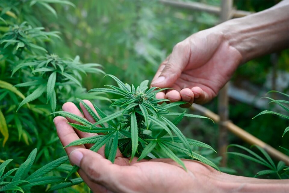 "Mamá cultiva" recibió tierras en Puerto Madryn para producir cannabis medicinal   (Fuente: AFP)
