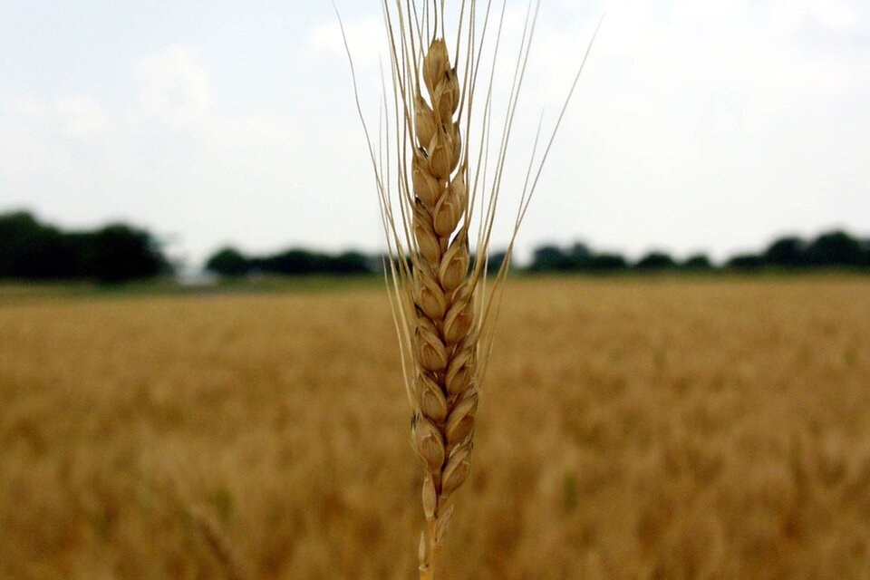 La sequía afecta al 40 por ciento del trigo sembrado. (Fuente: NA)