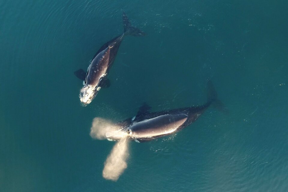De junio a diciembre hay avistamiento de ballenas en Chubut. Imagen: Télam. 