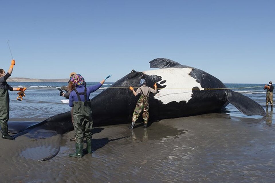 Se confirmó la aparición de la treceava ballena franca austral fallecida en las costas de la Península Valdés, en Chubut. (ICB) 