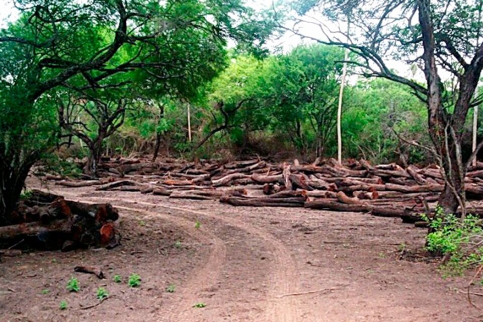 La deforestación es uno de los grandes canales de contribución al calentamiento global.