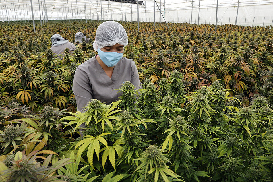 El avance de la investigación y producción de cannabis tendrá múltiples efectos en la salud pública e individual.  (Fuente: EFE)
