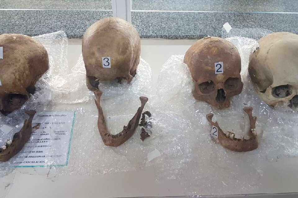 Los cráneos humanos fueron detectados en la valija de una mujer que viajaba desde Paraguay a Buenos Aires.  (foto: Aduana)