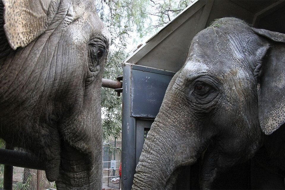 Pocha y Guillermina cuando fueron llevadas al Santuario de Elefantes en Mato Grosso, en Brasil. Fue en mayo de este año. 