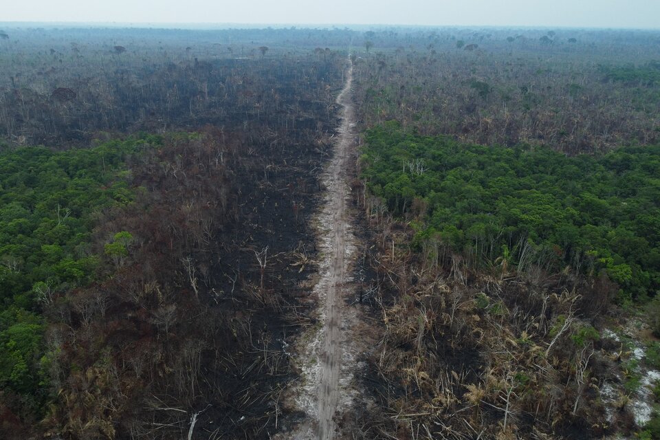 Los 1.455 kilómetros cuadrados de área devastada representa el dato más alto registrado desde 2015 (Foto: AFP).