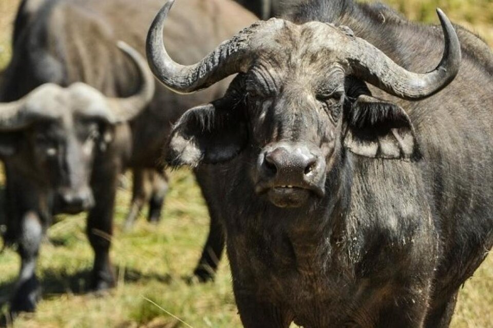 El cazador mexicano Mario Alberto Canales Najjar murió atropellado por el búfalo al que intentó cazar en Entre Ríos. (Télam)