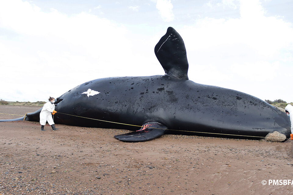 Ya son 30 las ballenas fallecidas en Chubut. Imagen ICB