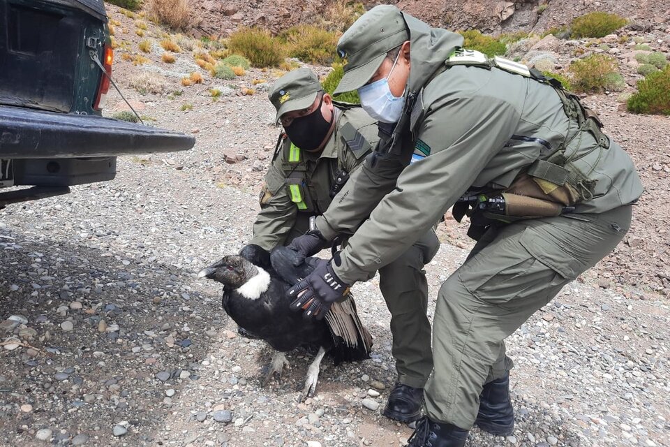 Personal del Escuadrón 29 “Malargüe” detectó al ave mientras realizaba patrullajes sobre la Ruta 145. (Foto: Gendamería)