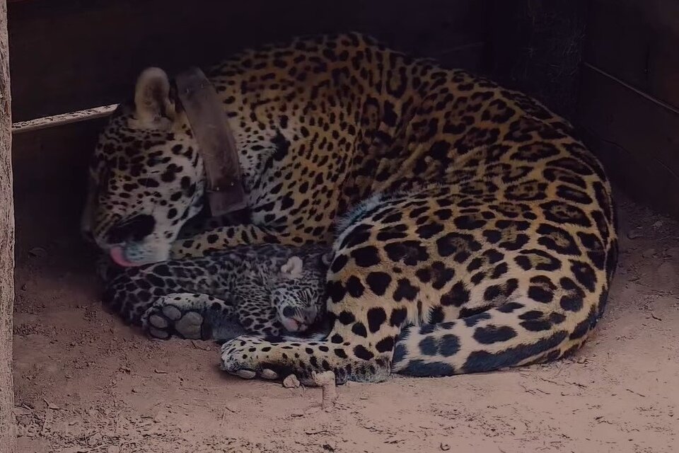 Las primeras dos crías de Mbareté y Qaramta serán liberadas junto a la madre yaguareté en el Parque Nacional Iberá de Corrientes. (Ig/Rewilding_Argentina)