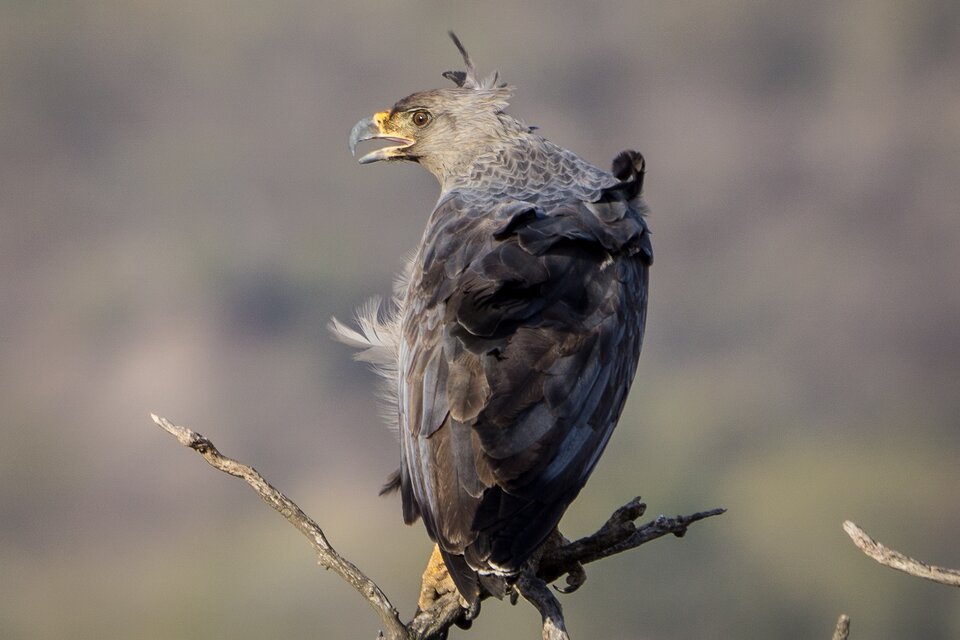 Águila coronada: existen menos de 1000 ejemplares en la zona (Fuente: Gonzalo Martinez)