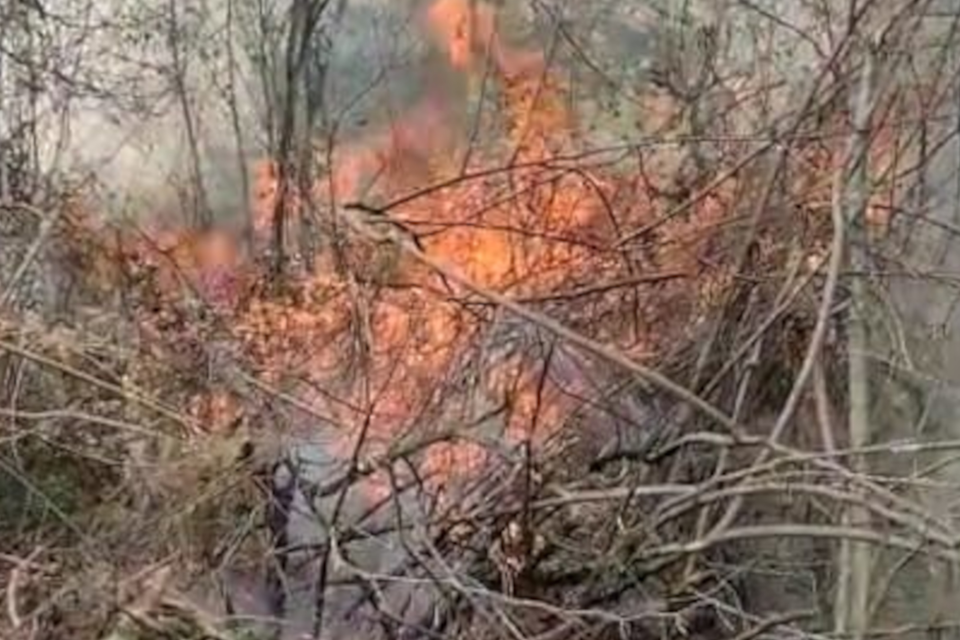 El fuego en el bosque seco de las Yungas salteñas.