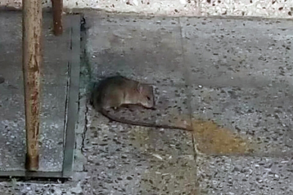 Invasión de ratas en escuelas porteñas