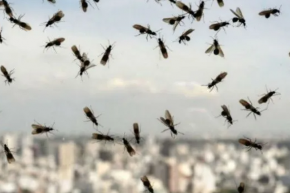 Invasión de hormigas voladoras en toda la zona norte de la CABA