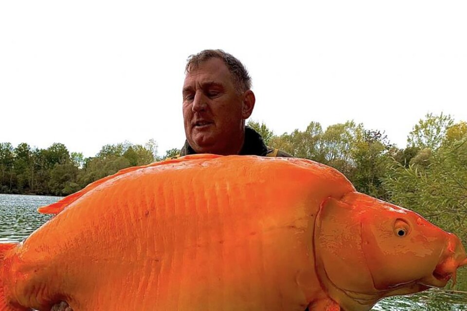 Un pescador logró capturar al pez dorado más grande del mundo