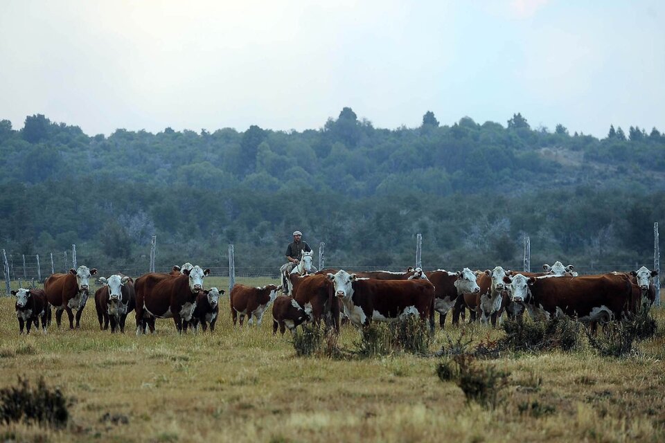 El sector ganadero es uno de los grandes emisores de gases efecto invernadero. (Fuente: Télam)