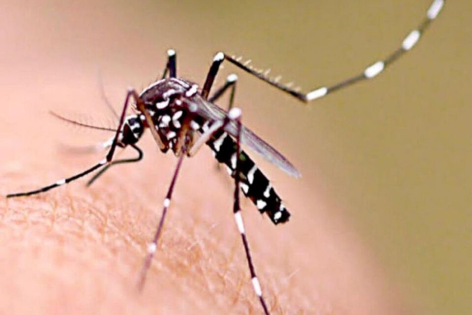 El dengue es una enfermedad viral transmitida por mosquitos que en los últimos años se propagó rápidamente.(Foto: Istock)