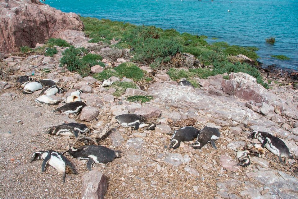 Chubut: la Justicia rechazó abrir una investigación por la mortandad de pingüinos