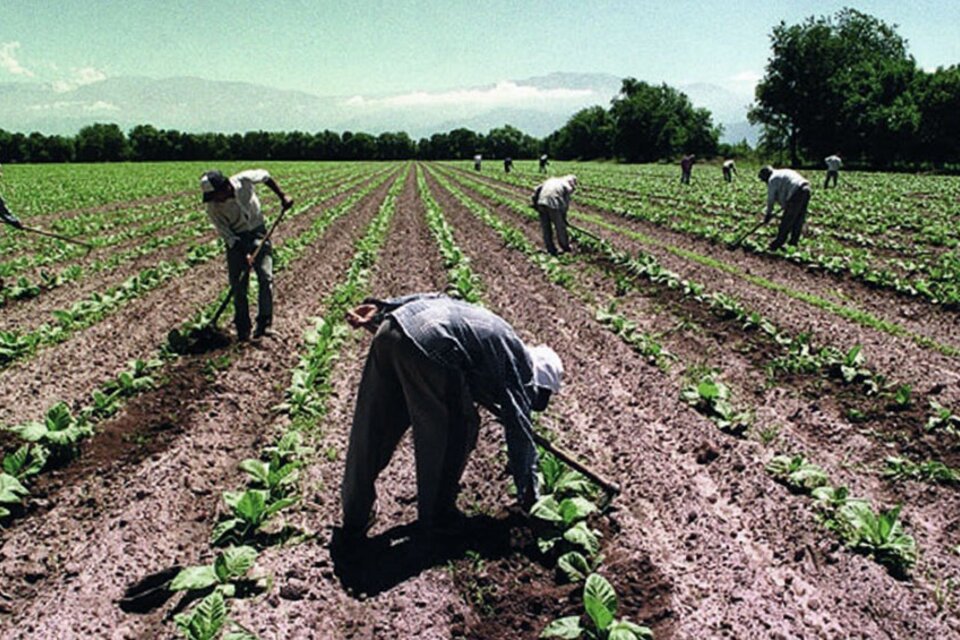 El Gobierno dispuso el pago de un bono adicional de $26 mil para los trabajadores rurales. Foto: Télam