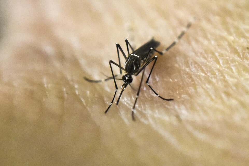 Mosquito de la especie Aedes Aegypti. Imagen: NA.