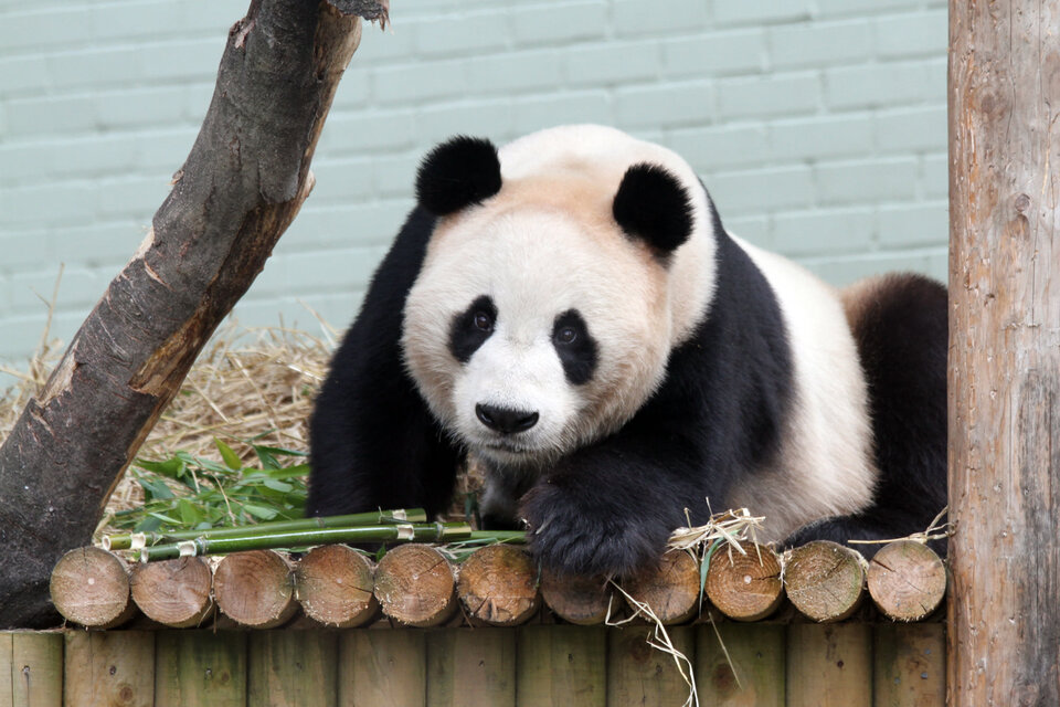 Los pandas gigantes vieron su población mermada por los cazadores furtivos y por la tala ilegal. (Foto: Royal Zoological Society of Scotland)