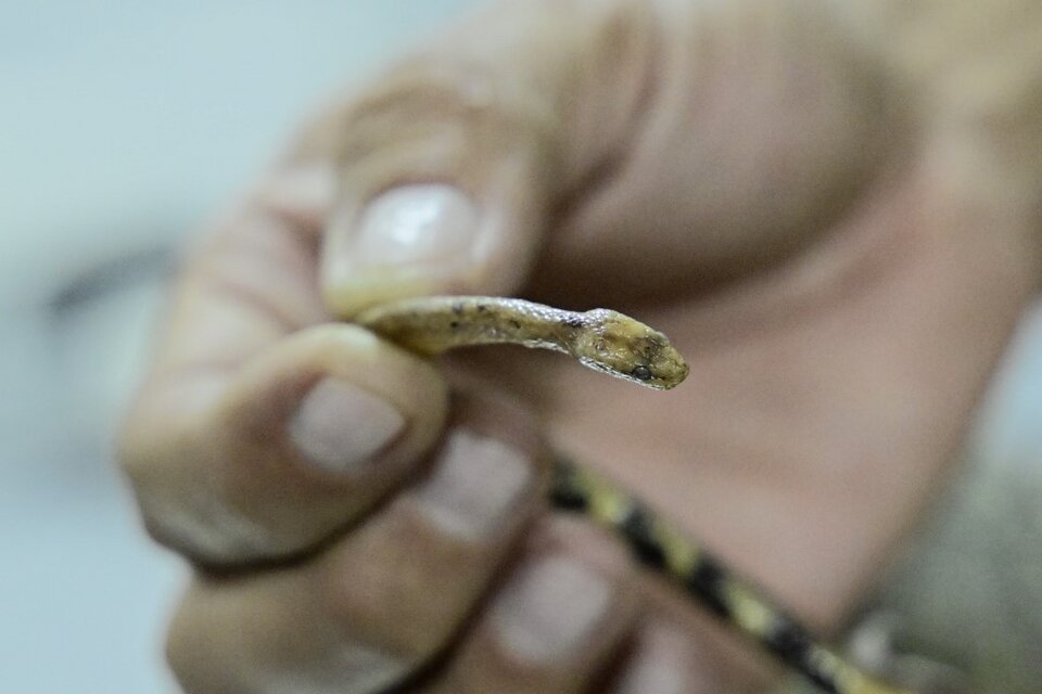 Estas serpientes "son una reliquia del tiempo", sostuvo uno de los expertos del descubrimiento. (Foto: AFP)